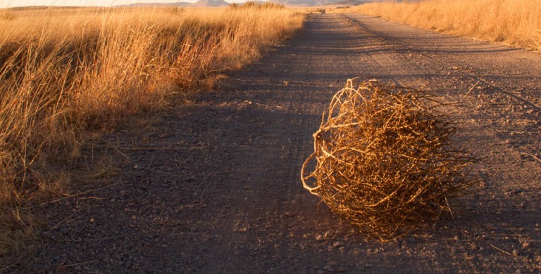 Tumbelweed tumbleweed